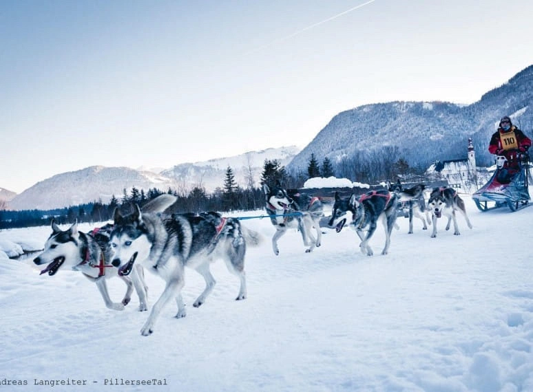 schlittenhundecampampillerseeandreaslangreiter.jpg